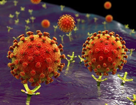 Breaking News: CBD Inhibits Virus and Promotes Innate Immune Response